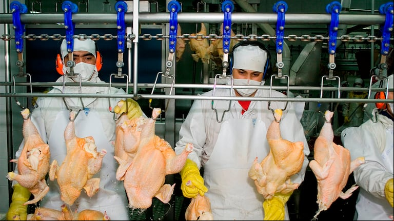 Con el consumo interno estabilizado en términos per cápita, la reapertura de los mercados de Japón y China amplía los horizontes para las exportaciones de carne aviar. (Foto: Senasa) 