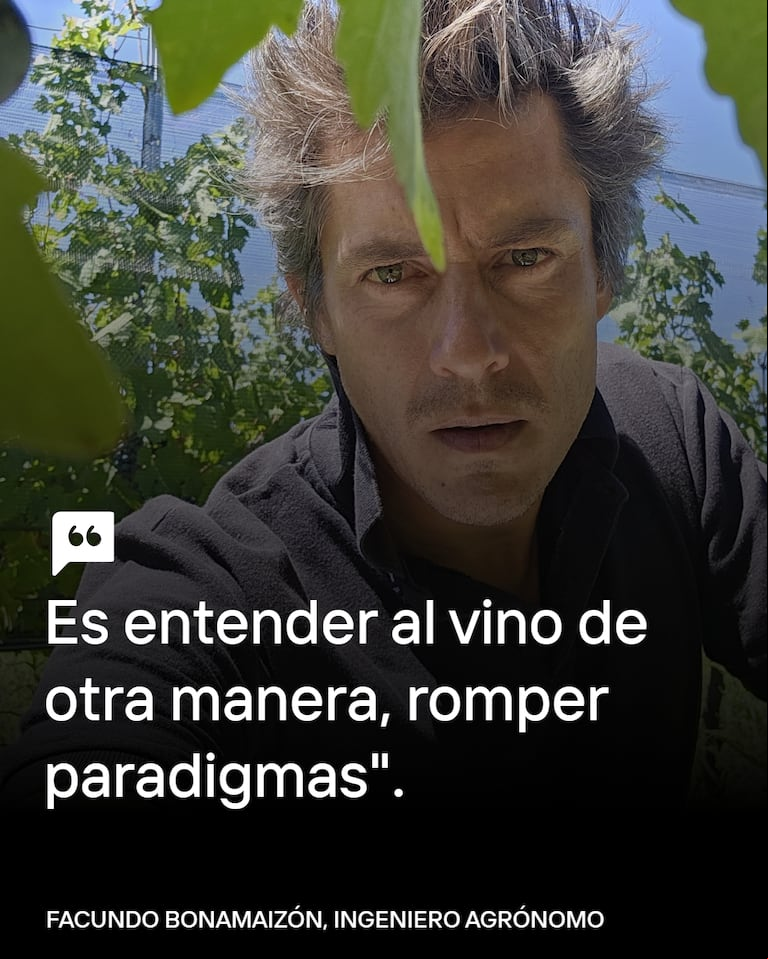 El boom del vino orgánico en la Argentina: en 10 años creció un 34.000%