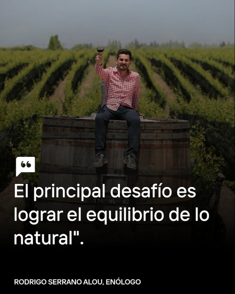 El boom del vino orgánico en la Argentina: en 10 años creció un 34.000%
