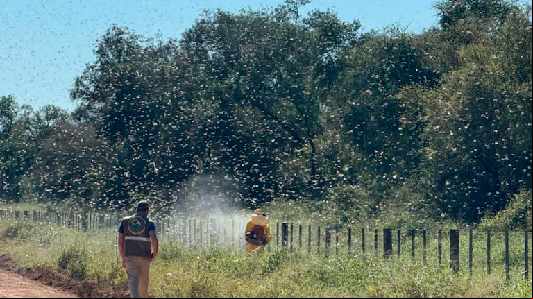 El Senasa advirtió sobre la proximidad de una manga de langostas que se encuentra actualmente en movimiento en el Chaco paraguayo. (Foto: Senasa)  