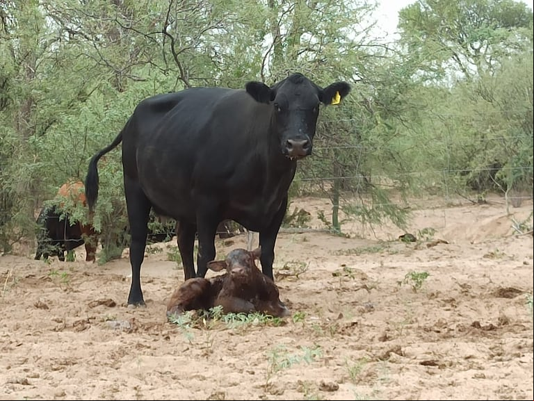 En La Rioja la técnica permitió concentrar los partos en 45 días y mejorar los índices reproductivos en campos con baja producción de carne.(Foto: INTA).