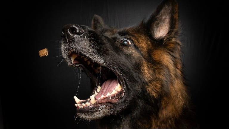 Harvard reveló tres trucos fáciles de implementar para evitar que tu perro muerda a desconocidos. Foto: Freepik.