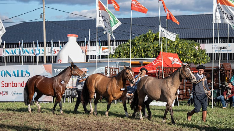 Participaron 72 ejemplares que llegaron a la localidad de Riachuelo desde cabañas de varias provincias argentinas. (Foto: Expoagro) 