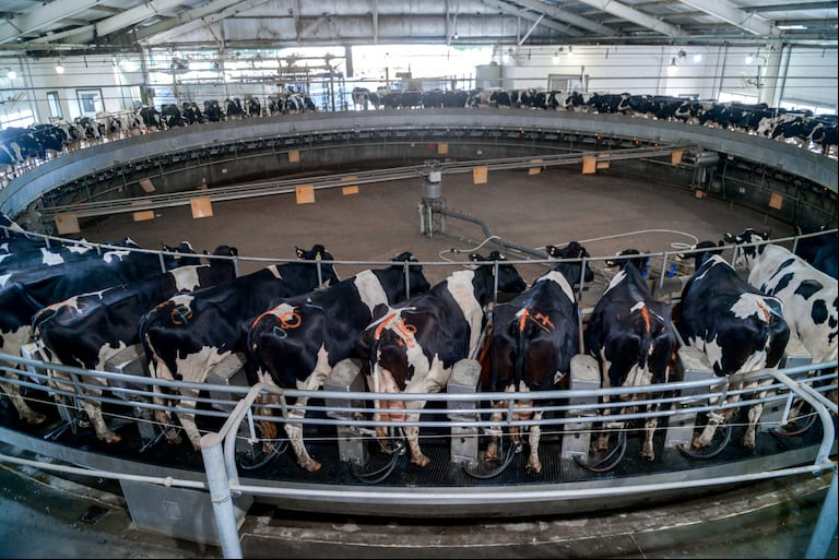 Se espera un aumento del 5,7% en la producción de leche para 2025, alcanzando los 11.190 millones de litros, tras una caída del 6,5% en 2024.(Foto: SAGyP).