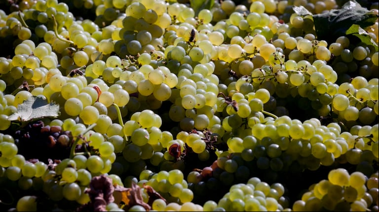 Uvas de Sauvignon Blanc, una cepa cuyo consumo crece en la Argentina. (Foto: AFP/Martin Bernetti).