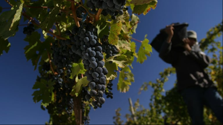 Vendimia en los viñedos orgánicos de bodega Fin del Mundo. (Foto: gentileza Bodega Fin del Mundo).